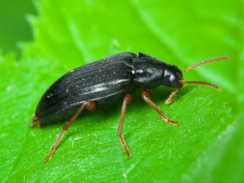 Melandrya barbata (Fabricius, 1792)